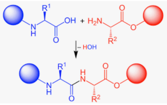 Biosynthesis of Amino Acids