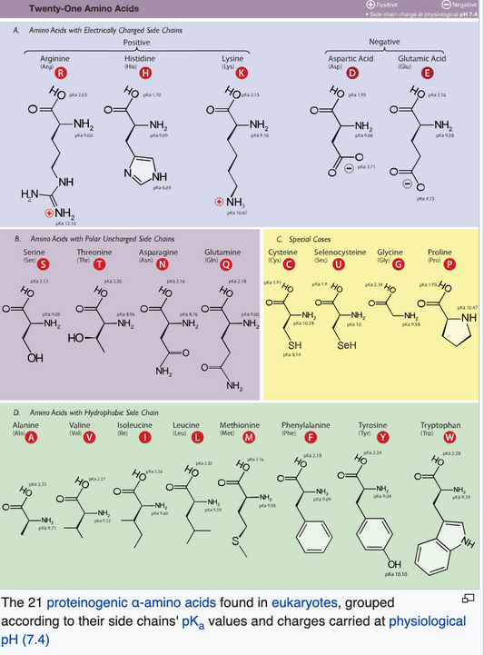 What Is Amino Acids?