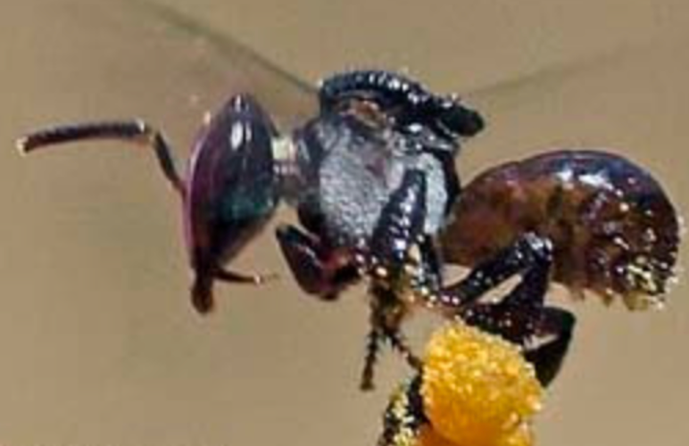 Wild 24K-HONEY (THE EMPEROR HONEY) - lookingvibrantcom