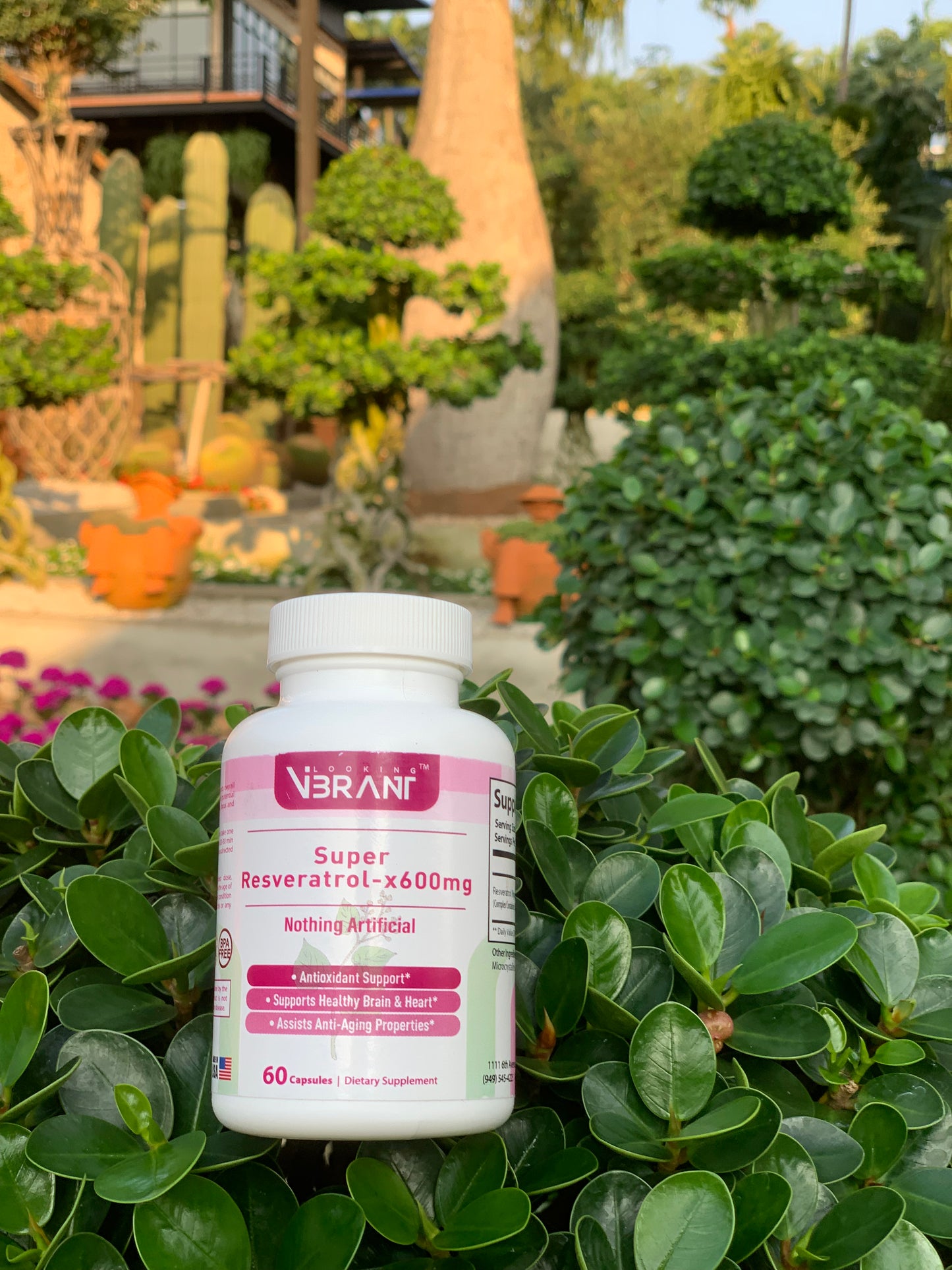 Resveratrol 600mg (50%) Trans-Resveratrol (60-servings) - lookingvibrantcom