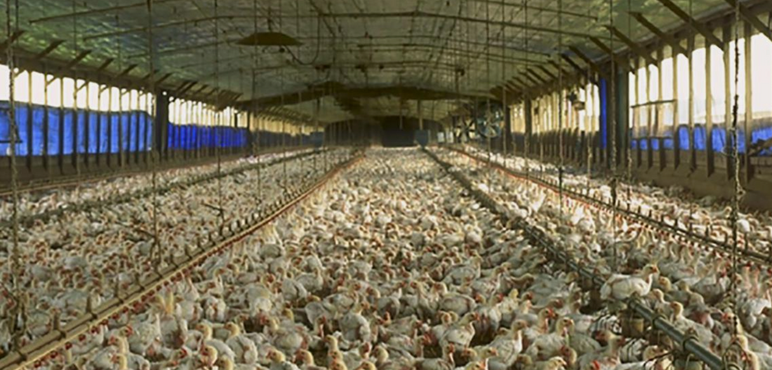 These US Chicken Farms Are So Dirty, Meat Must Be Washed With Chlorine Before Being Sold for Human Consumption!