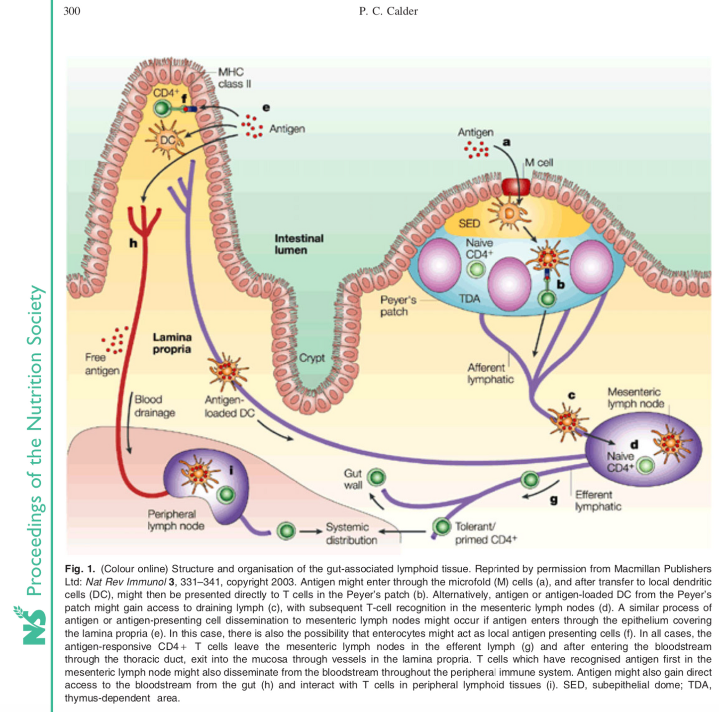 Advanced Pre/Probiotic-X20 - lookingvibrantcom